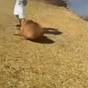 Capibara 1 MOV 23