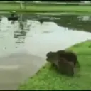 Capibara 1 MOV 15