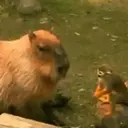 Capibara 1 MOV 8