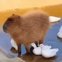 Capibara 1 MOV 27