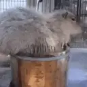 Capibara 1 MOV 20