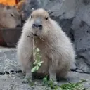 Capibara 1 MOV 28