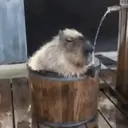 Capibara 1 MOV 16