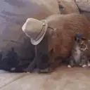 Capibara 1 MOV 5