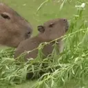 Capibara 1 MOV 25