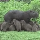 Capibara 1 MOV 18