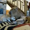 Capibara 1 MOV 3