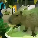Capibara 1 MOV 10