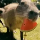 Capibara 1 MOV 22
