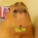 Capibara 1 MOV 17