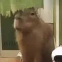 Capibara 1 MOV 7