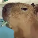 Capybara Are My Life 11