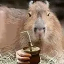 Capybara Are My Life 3