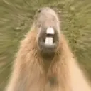 Capybara Are My Life 12