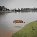 Capybara Are My Life 28