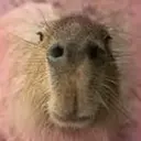 Capybara Are My Life 8