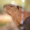 Capybara Are My Life 23