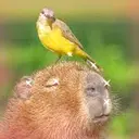 Capybara Are My Life 29