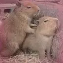 Capybara Are My Life 1