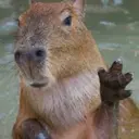 Capybara Are My Life 30