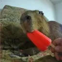 Capybara Are My Life 17