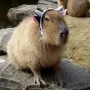 Capybara Are My Life 27
