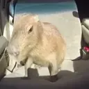 Capybara Are My Life 24
