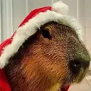 Capybara Are My Life 4
