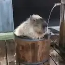 Capivara _ Carpincho 12