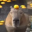 Capivara _ Carpincho 14
