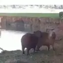Capivara _ Carpincho 5