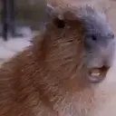 Capivara _ Carpincho 11