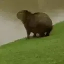 Capivara _ Carpincho 2