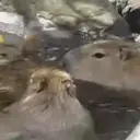 Capivara _ Carpincho 3