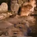 Capivara _ Carpincho 6
