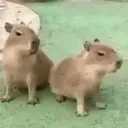 Capivara _ Carpincho 4