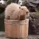 Capivara _ Carpincho 7