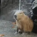 Capivara _ Carpincho 8