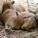Capivara _ Carpincho 15