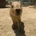 Capivara _ Carpincho 13