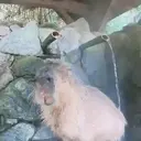 Capivara _ Carpincho 21