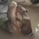 Capivara _ Carpincho 19
