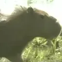 Capivara _ Carpincho 26