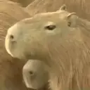 Capivara _ Carpincho 18