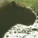 Capivara _ Carpincho 17