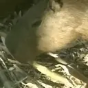 Capivara _ Carpincho 9
