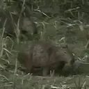 Capivara _ Carpincho 28