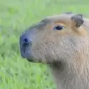 Capivara _ Carpincho 20