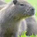Capivara _ Carpincho 24