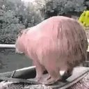 Capivara _ Carpincho 30